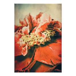 Abstrakte Pfingstrose Fotodruck