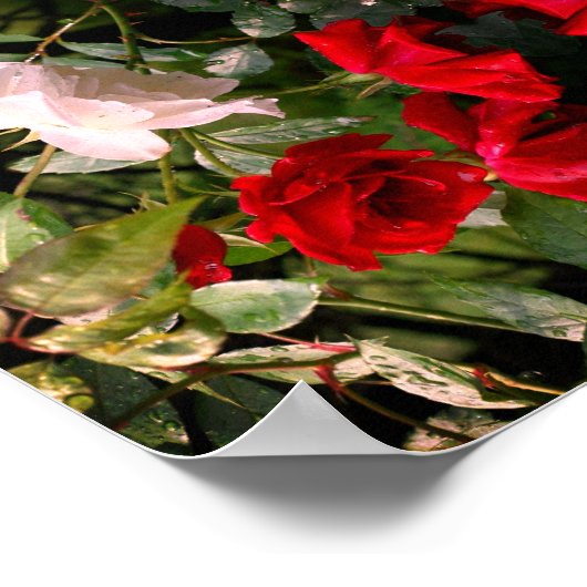 Abstrakte rot-weiße Rose Poster (Ecke)