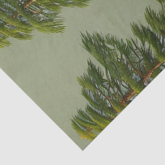 Abstrakte Rustikale Nordkiefer Seidenpapier (Ausschnitt)