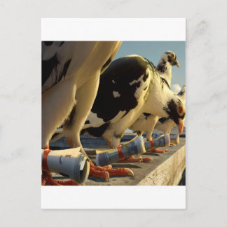 Abstrakte Taubenmeldung Postkarte