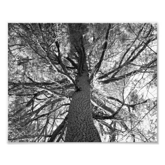 Abstrakter alter Baum Fotodruck (Vorne)
