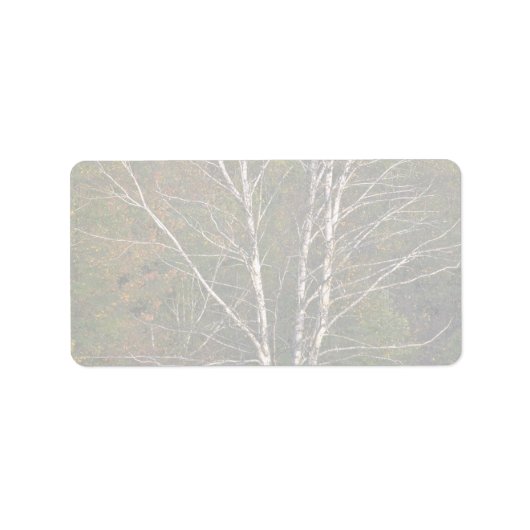 Abstrakter Birkenbaum am Rande eines Hartholzes Adressaufkleber (Vorne)