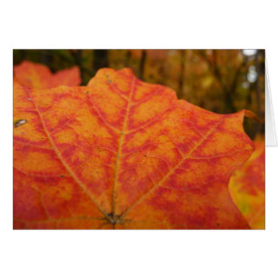 Abstrakter Herbst Natur Orange und Rotes Ahornblat