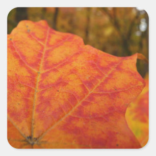 Abstrakter Herbst Natur Orange und Rotes Ahornblat Quadratischer Aufkleber