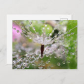 Abstrakter zarter Löwenzahn Postkarte (Vorne/Hinten)