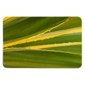 Abstraktes Bild einer Agavenpflanze Magnet (Horizontal)