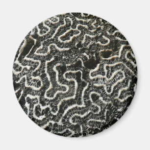 Abstraktes Foto der Schwarzen und Weißen Koralle I Magnet