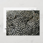 Abstraktes Foto der Schwarzen und Weißen Koralle I Postkarte (Vorne/Hinten)