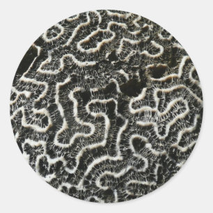 Abstraktes Foto der Schwarzen und Weißen Koralle I Runder Aufkleber