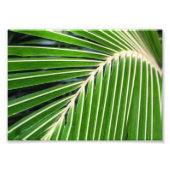 Abstraktes Grünpalmenblatt Fotodruck (Vorne)