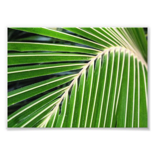 Abstraktes Grünpalmenblatt Fotodruck (Vorne)