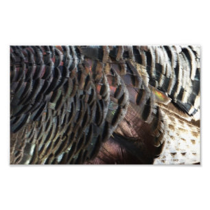 Abstraktes Naturdesign mit Wildtruthahnfedern Fotodruck