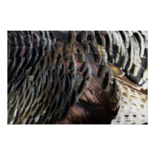 Abstraktes Naturdesign mit Wildtruthahnfedern Poster