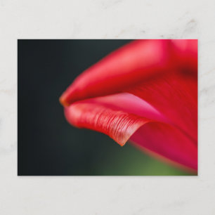 Abstraktes rotes Tulpenblütenblatt Makrofoto Postkarte