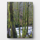 Absturz von Bridal Veil Falls, OR Fotoplatte (Vorderseite)