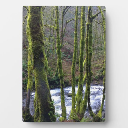 Absturz von Bridal Veil Falls, OR Fotoplatte (Vorderseite)