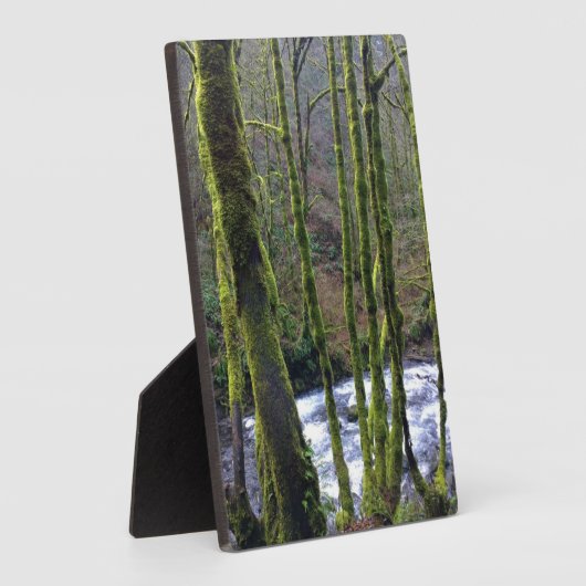 Absturz von Bridal Veil Falls, OR Fotoplatte (Seite)