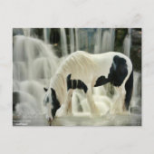 Abstürze, Pferd, Fluss, schöne Aussicht Postkarte (Vorderseite)
