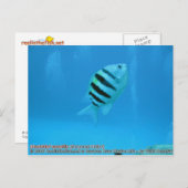 Abudefduf saxatilis (Sergeant Major) Postkarte (Vorne/Hinten)