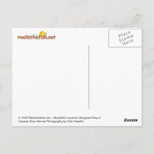 Abudefduf saxatilis (Sergeant Major) Postkarte (Rückseite)