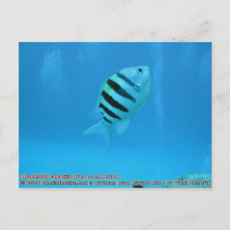Abudefduf saxatilis (Sergeant Major) Postkarte