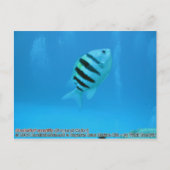 Abudefduf saxatilis (Sergeant Major) Postkarte (Vorderseite)