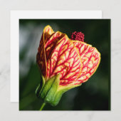 Abutilon Biltmore Ballgown (Vorne/Hinten)