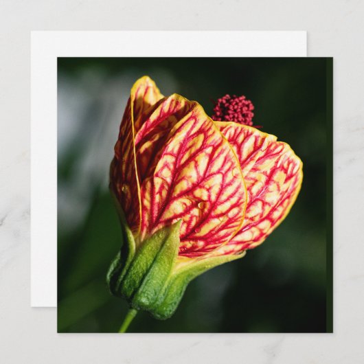 Abutilon Biltmore Ballgown (Vorne/Hinten)