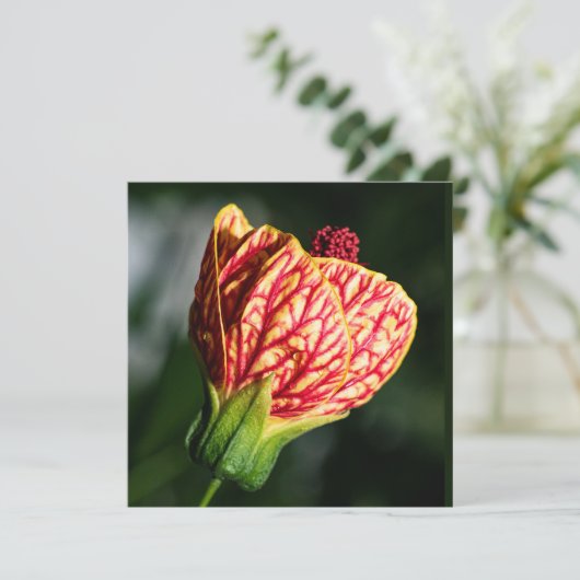 Abutilon Biltmore Ballgown (Stehend Vorderseite)