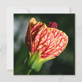 Abutilon Biltmore Ballgown (Vorderseite)