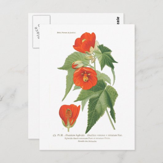 Abutilon venoso x striatum postkarte (Vorne/Hinten)