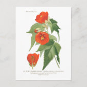 Abutilon venoso x striatum postkarte (Vorderseite)