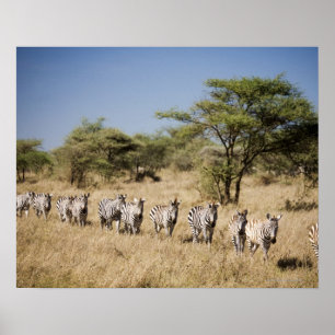 Abweichen Zebra, Tansania Poster
