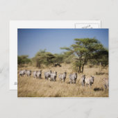 Abweichen Zebra, Tansania Postkarte (Vorne/Hinten)
