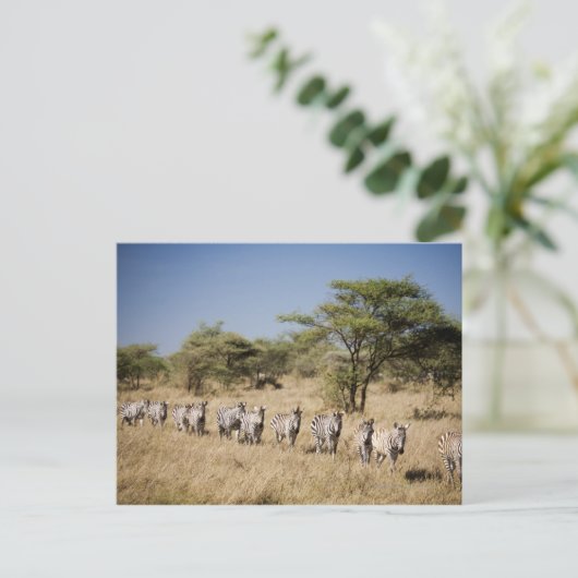 Abweichen Zebra, Tansania Postkarte (Stehend Vorderseite)