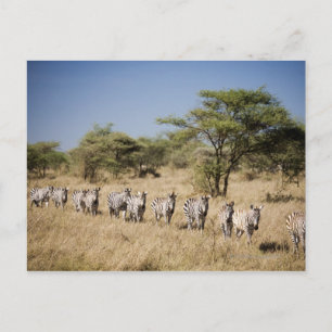 Abweichen Zebra, Tansania Postkarte