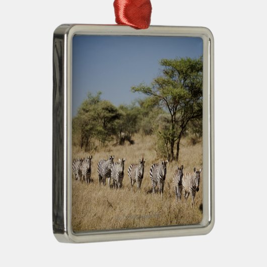 Abweichen Zebra, Tansania Silbernes Ornament (Rechts)