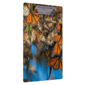 Abweichenmonarchschmetterlinge haften Blätter an Klemmbrett (Rechts)