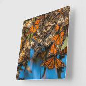 Abweichenmonarchschmetterlinge haften Blätter an Quadratische Wanduhr (Winkel)