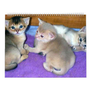 Aby Kätzchen-Katzen-Kalender Kalender