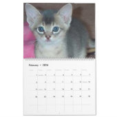 Aby Kittens Cat Calendar Kalender (Feb 2026)