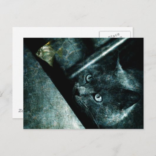 Abyss cat - Postkarte (Vorne/Hinten)