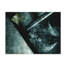Abyss cat - Postkarte