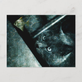 Abyss cat - Postkarte