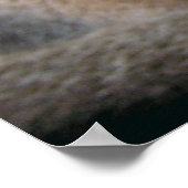 Abyssinian Cat Big Blue Green Eyes Poster (Ecke)