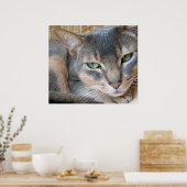 Abyssinian Cat Big Blue Green Eyes Poster (Küche)