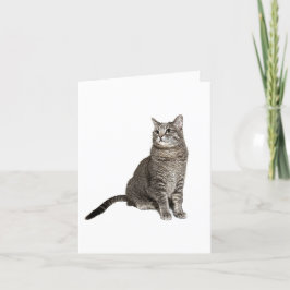 Abyssinian Cat Blank Note Card Dankeskarte