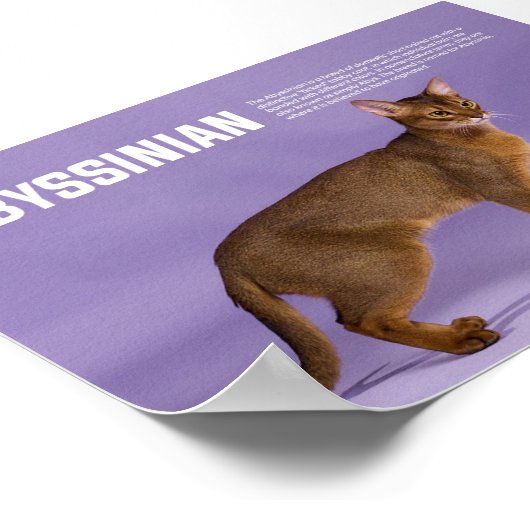 Abyssinian Cat Breed Poster (Ecke)
