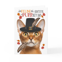 Abyssinian Cat Feline Grateful for PURRkey Day