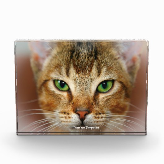 Abyssinian Cat Fotoblock (Vorderseite)